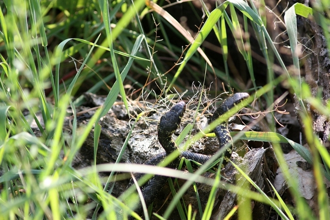 Lotta tra Coluber viridiflavus - Hierophis viridiflavus